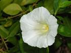 https://upload.wikimedia.org/wikipedia/commons/thumb/0/0f/Calystegia_April_2008-1.jpg/1280px-Calystegia_April_2008-1.jpg